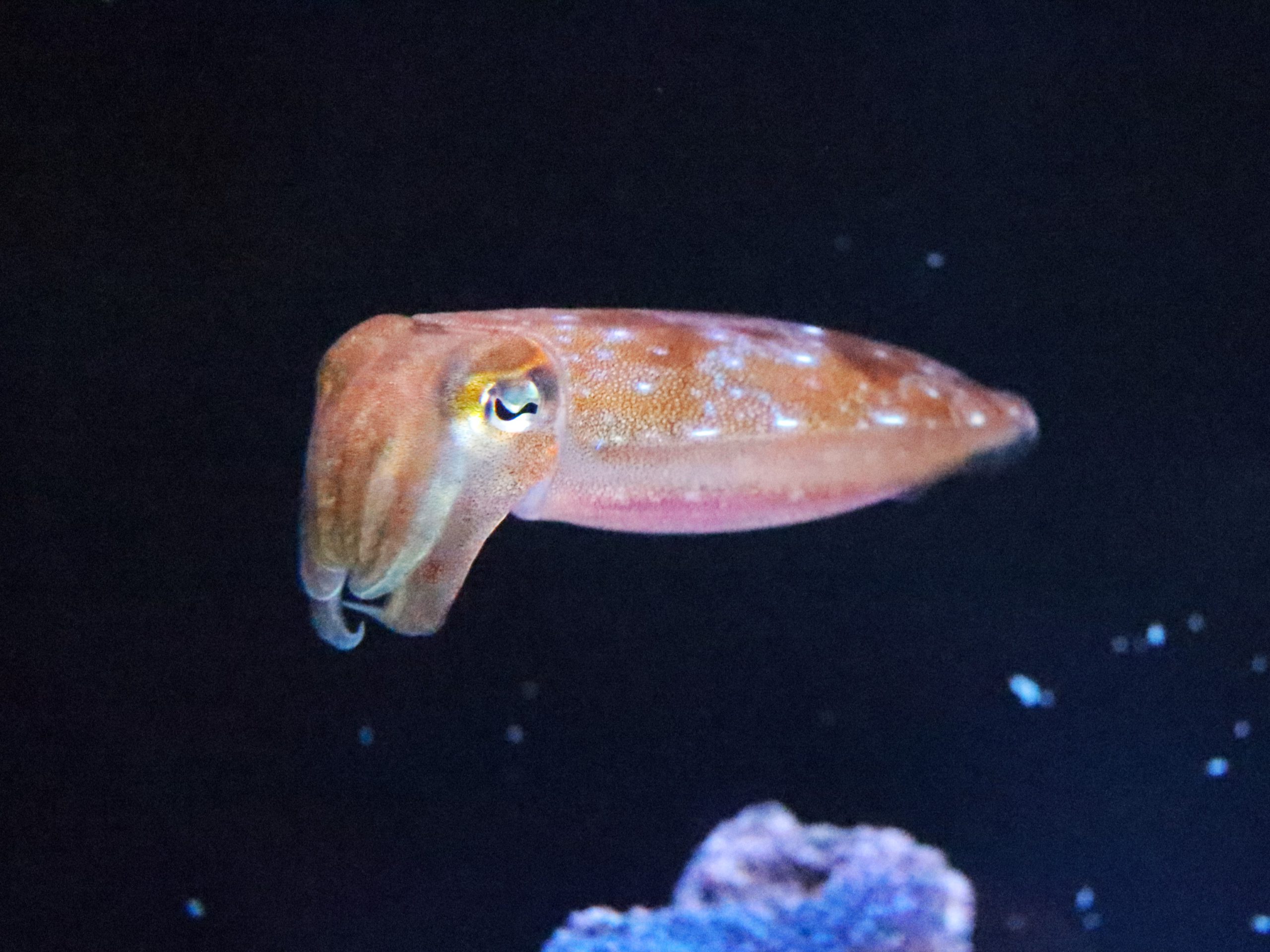ボウズコウイカ
