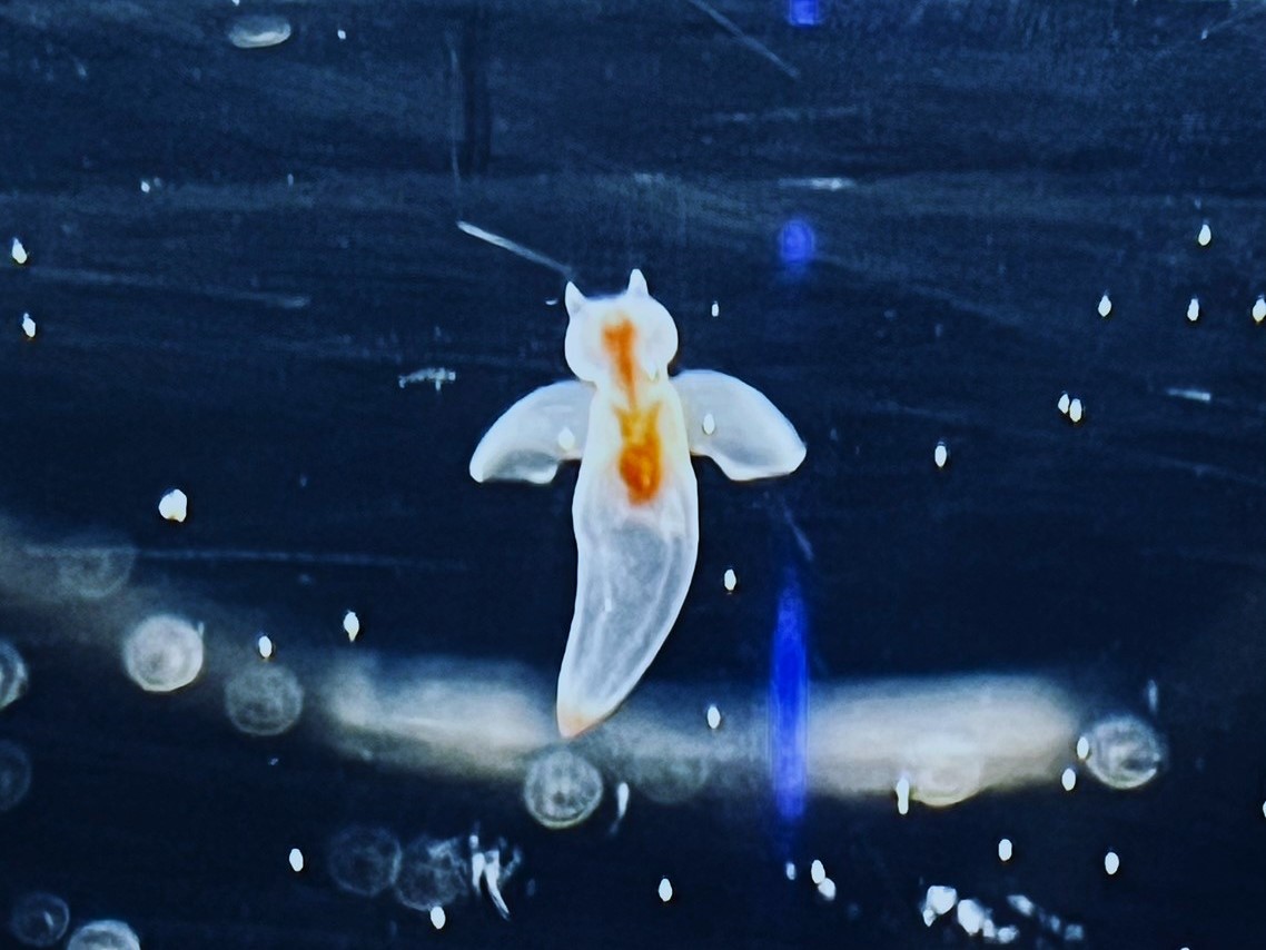 クリオネ