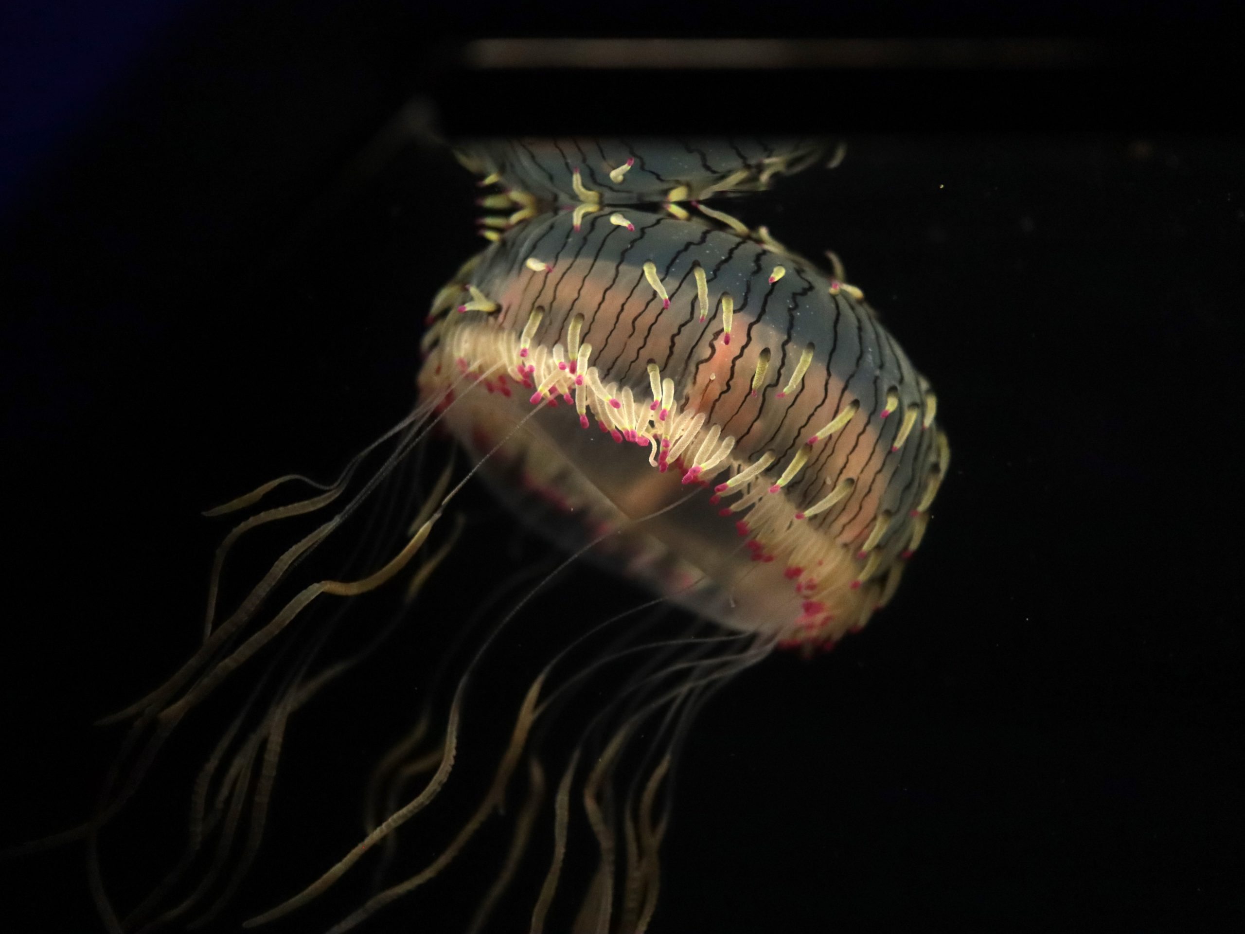 ハナガサクラゲ