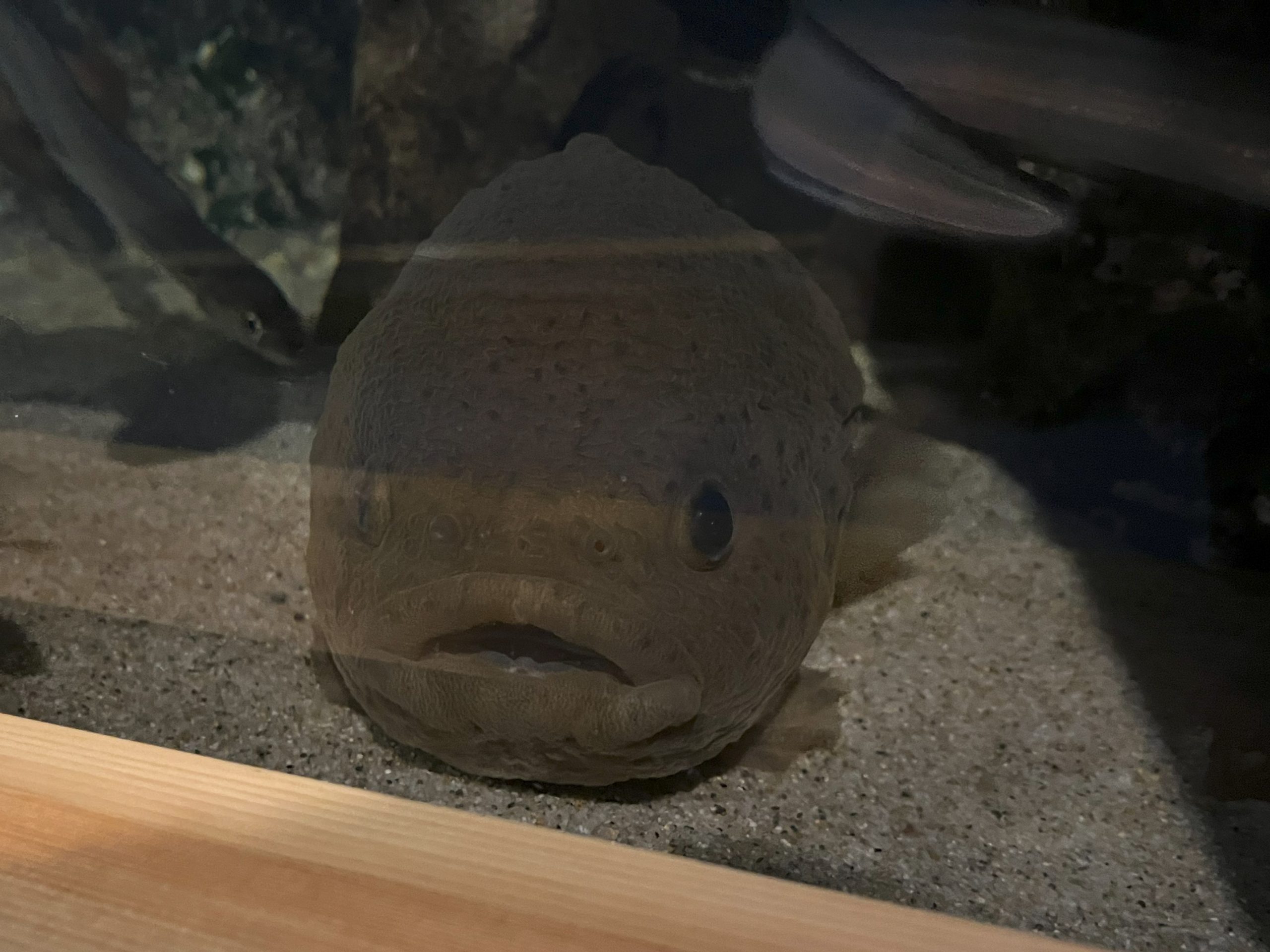 ホテイウオ